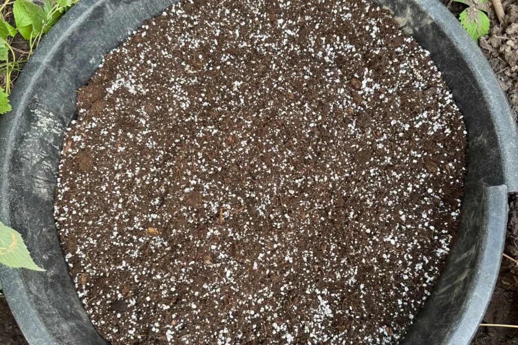 Schwarze Erde mit eingemischten Perlite-Körnern in einem Pflanztopf.