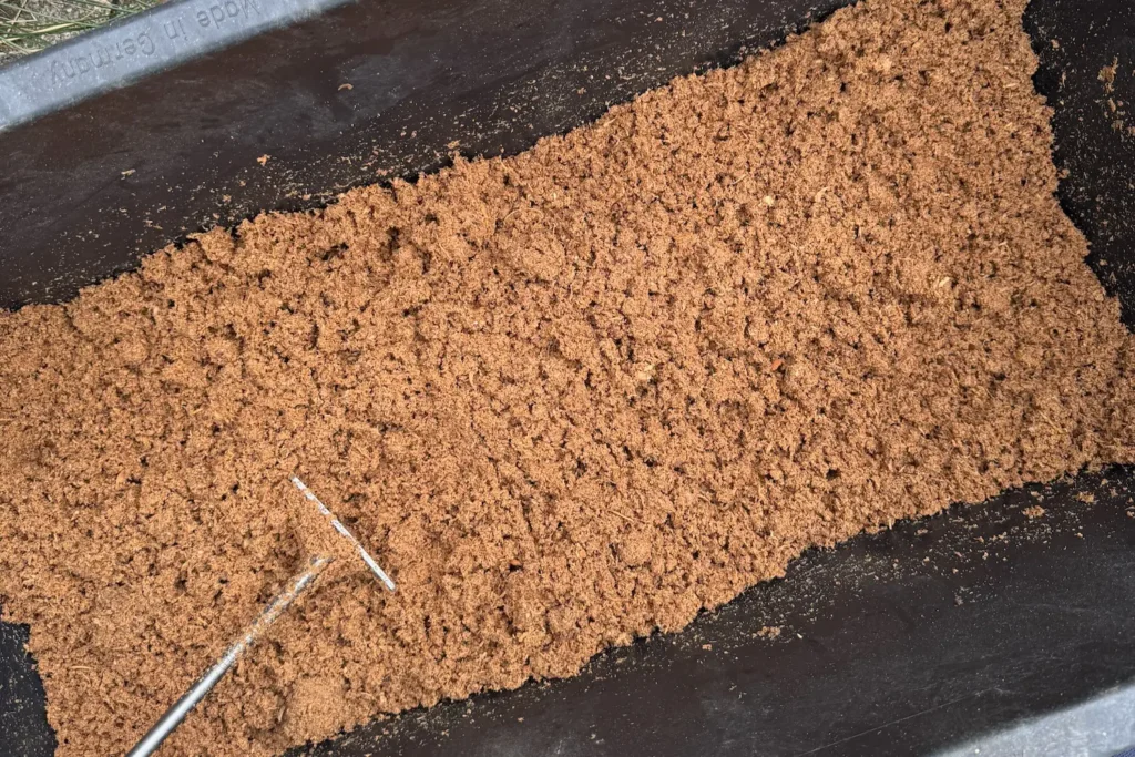 Aufgelockertes Pilzsubstrat nach dem Einweichen, gleichmäßig in einer Wanne verteilt.