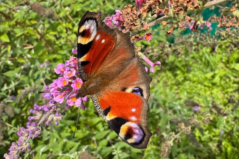 Tagpfauenauge-Schmetterling saugt Nektar am Sommerflieder in einem schmetterlingsfreundlichen Garten.