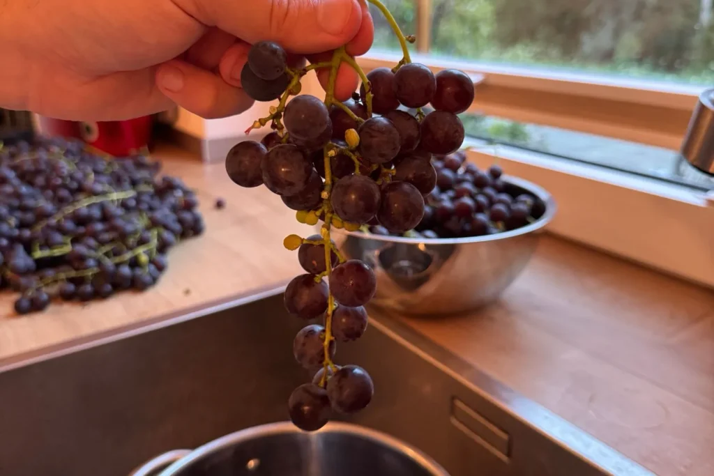 Blaue Weintrauben frisch von der Rispe gezupft, bereit zum Waschen und Weiterverarbeiten.