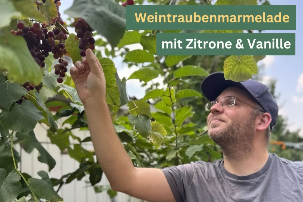 Ein Mann pflückt Weintrauben im Garten.