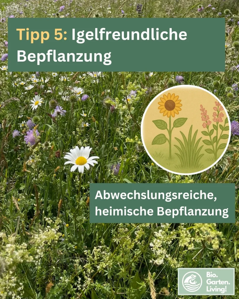 Foto einer blütenreichen, heimischen Wiese, ergänzt durch eine Illustration verschiedener Wildblumen zur Förderung von Insekten als Nahrung für Igel.