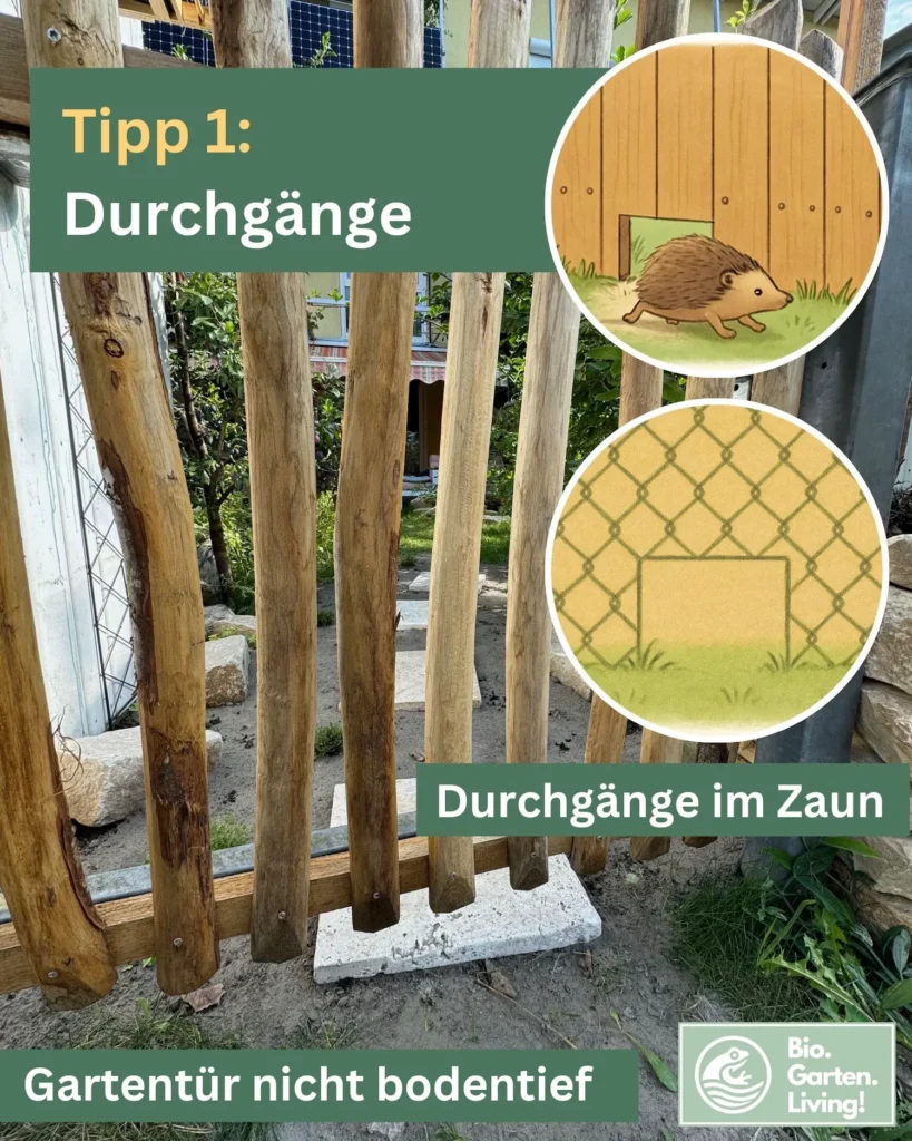 Foto eines Gartenzauns mit bodenfreiem Spalt als Durchgang, ergänzt durch Illustrationen, die zeigen, wie kleine Öffnungen in Holz- und Drahtzäunen für Igel geschaffen werden können.