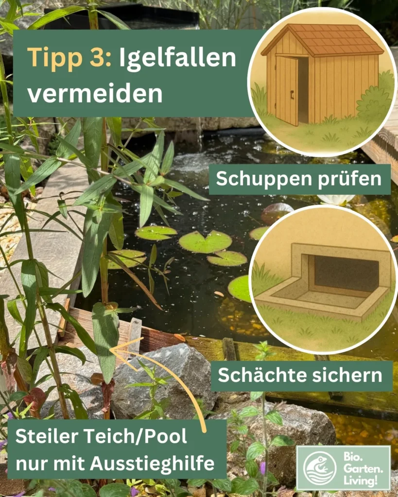 Foto eines Gartenteichs mit Pflanzen und Ausstiegshilfe, ergänzt durch Illustrationen von Schuppen und Schächten, die als mögliche Gefahrenstellen gesichert werden sollten.