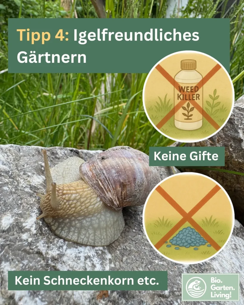Foto einer Weinbergschnecke im Garten, kombiniert mit Illustrationen durchgestrichener Garten- und Schneckengifte als Hinweis auf giftfreie Gartenpflege.