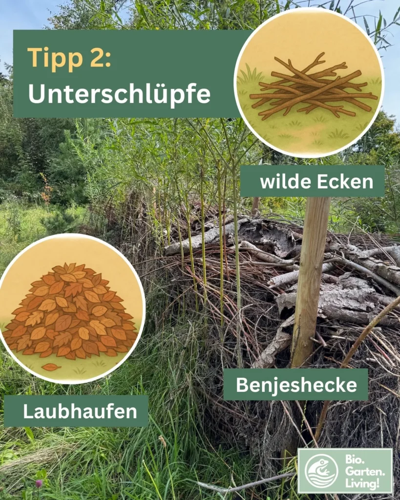 Foto einer Benjeshecke aus Totholz, kombiniert mit Illustrationen von Laubhaufen und wilden Gartenecken als geschützte Rückzugsorte für Igel.