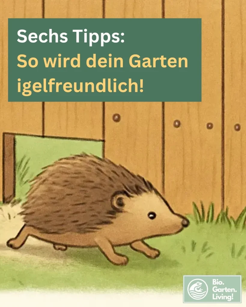 Illustration eines Igels, der durch eine Öffnung in einem Gartenzaun läuft; Text: „Sechs Tipps: So wird dein Garten igelfreundlich“.