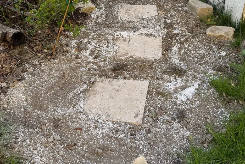 Rasenfläche mit eingeharktem Sand und Trittplatten Mit Sand abgemagerte Rasenfläche mit neu gesetzten Trittplatten.