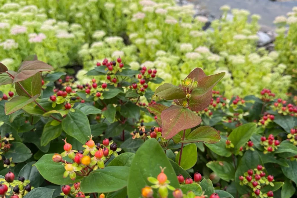 Johanniskraut mit reifenden roten Beeren vor einem Hintergrund aus Fetthennen.