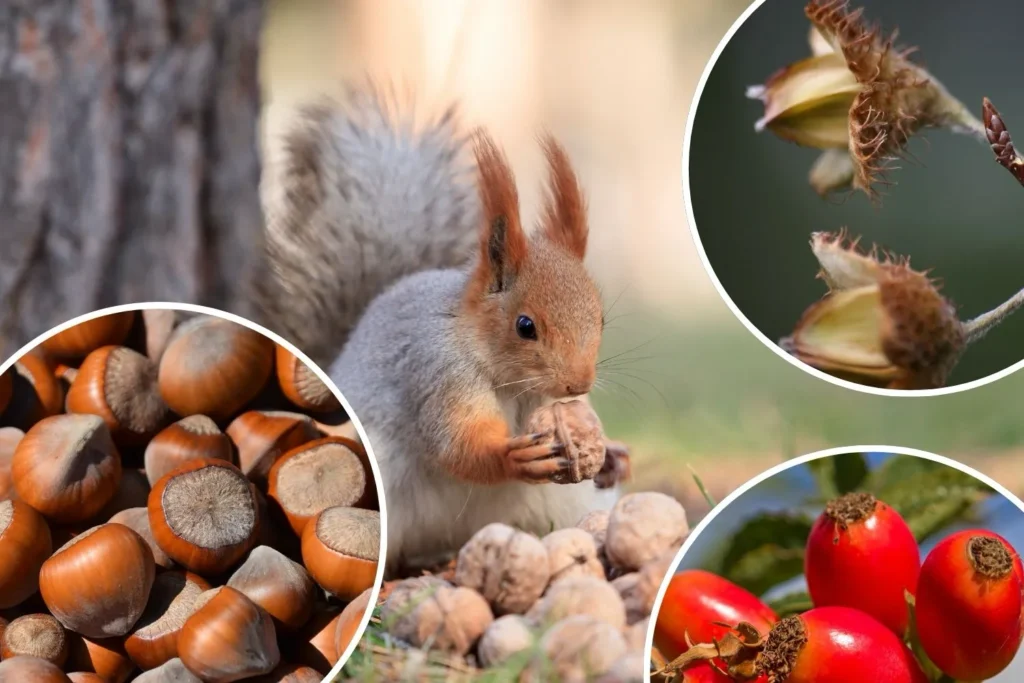Eichhörnchen knabbert an einer Walnuss, umgeben von HaselnĂŒssen und Hagebutten â geeignetes Futter fĂŒr Eichhörnchen im Garten.