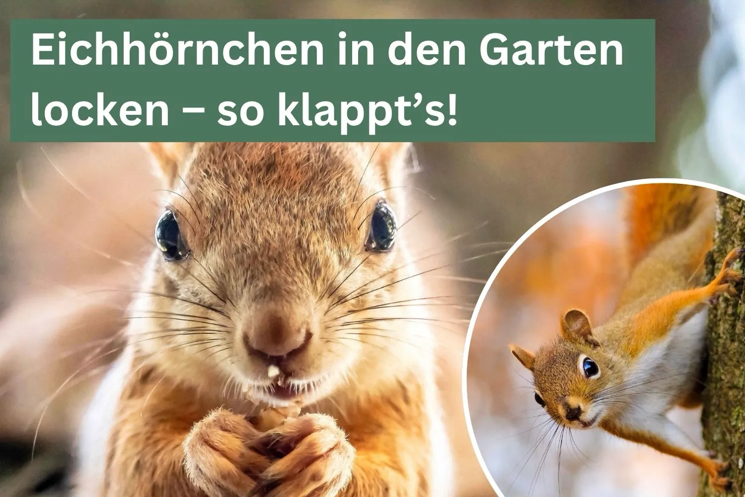 Eichhörnchen in den Garten locken – so klappt’s!
