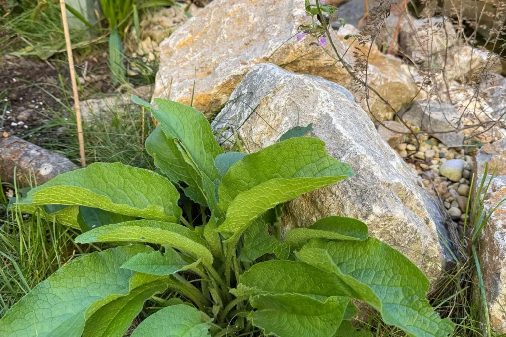 Robuste, horstige Wildstaude wächst zwischen Natursteinen im Garten.