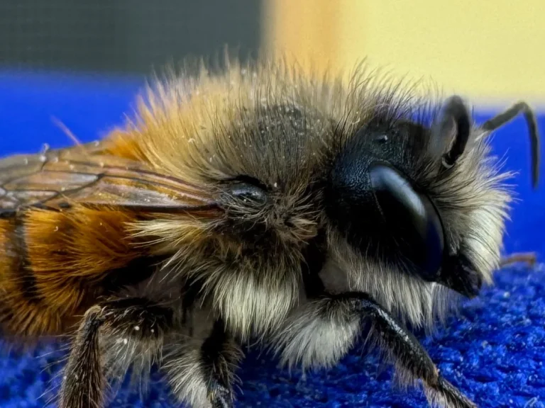 Bienenfreundlicher Garten: Wildbienen & Hummeln aktiv unterstützen Detailaufnahme einer pelzigen Hummel mit braun-schwarzem Haarkleid und großen Facettenaugen.