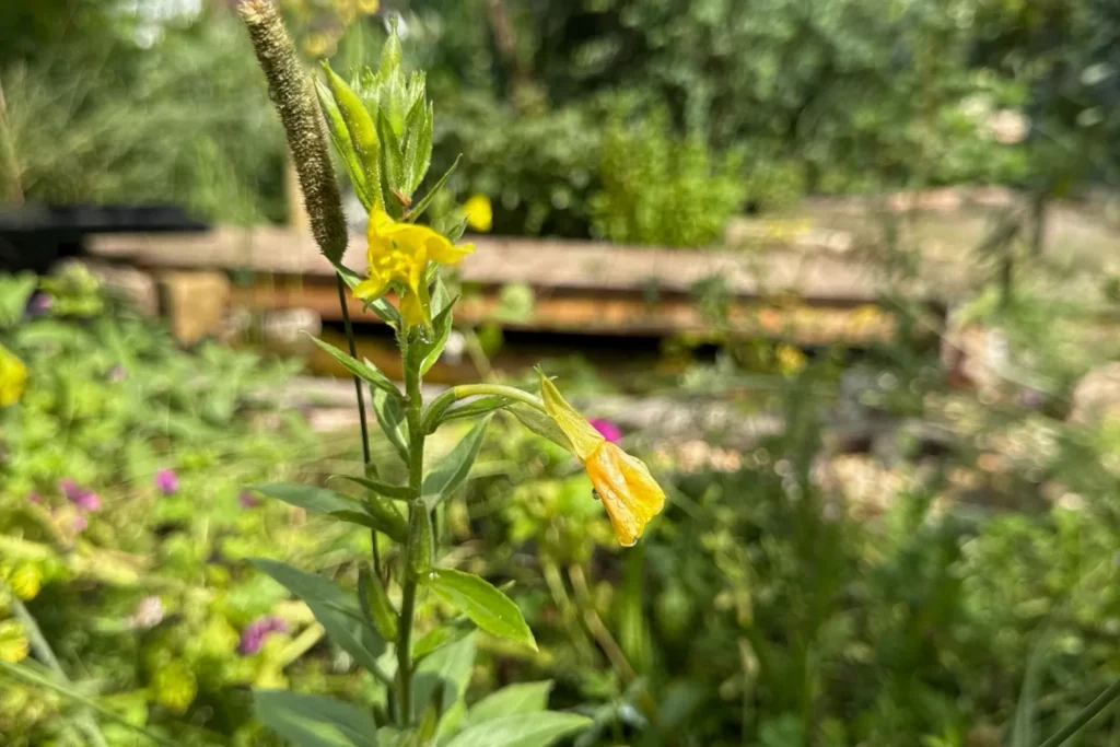 Gelbblühende Nachtkerze im Sommer, Nahaufnahme der Blüte.