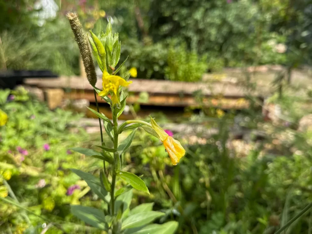 Naturnaher Garten mit Teich und Wildblumen.