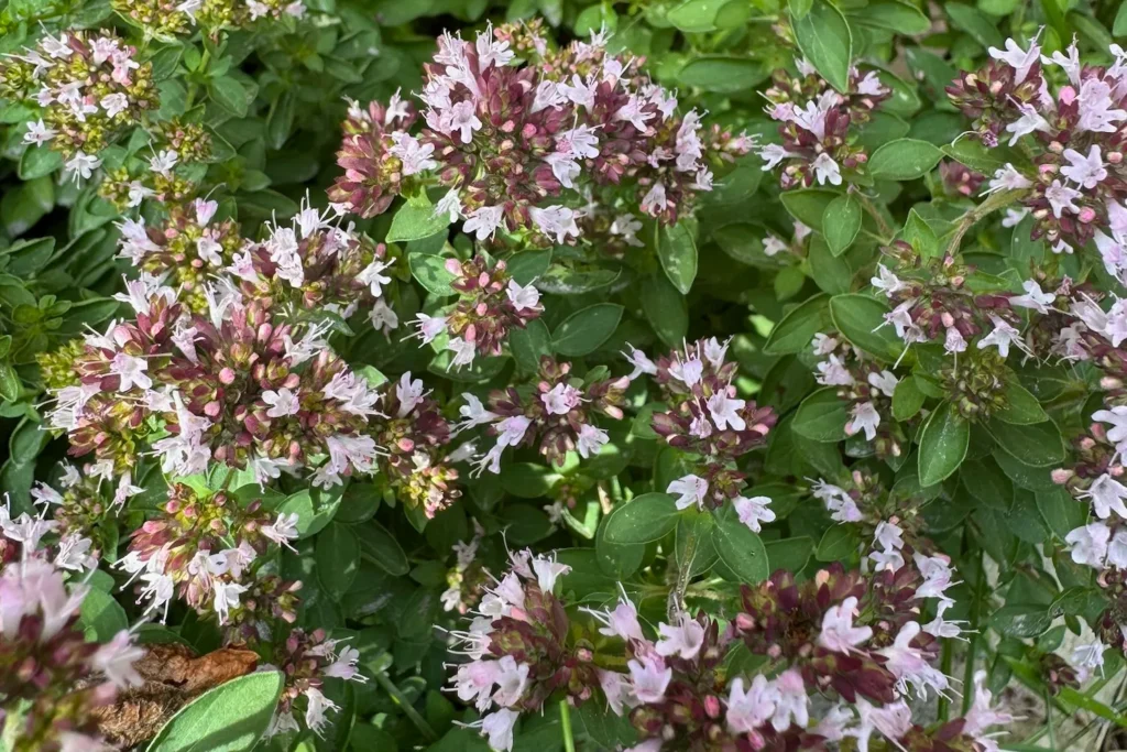 Blühender Oregano mit zahlreichen kleinen rosa Blüten, eine wertvolle Bienenpflanze im Sommer.