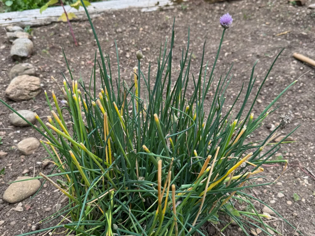 Schnittlauchpflanze im Garten mit lila Blüte, die von Bienen als Nahrungsquelle genutzt wird.