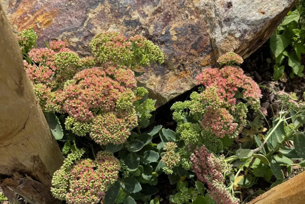 Fetthenne mit rosa-grünen Blütenständen vor einem Naturstein im Beet.