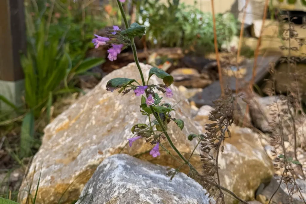 Blühender Steinquendel wächst zwischen Natursteinen im Garten.