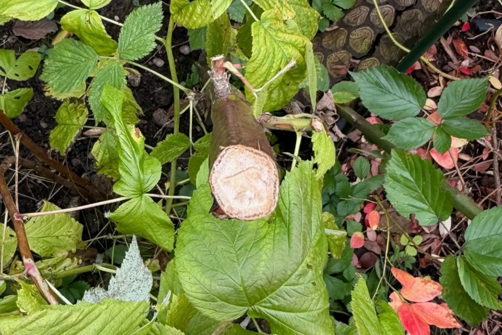 Im Herbst geschnittener Brombeertrieb – markhaltige Stängel dienen Insekten als Winterquartier