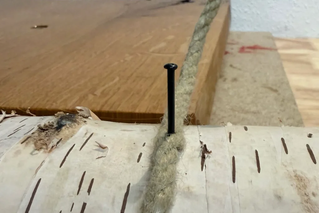 Sisal-Seil wird mit einem Nagel am Birkenstamm befestigt, um die Wicklung zu starten.