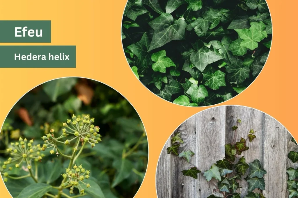 Efeu (Hedera helix) als immergrüne heimische Kletterpflanze mit Blättern und Blütenständen