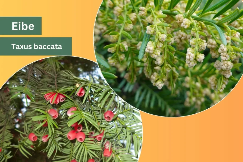 Eibe (Taxus baccata) mit roten Samenmänteln und Blüten – heimischer immergrüner Nadelbaum als Heckenpflanze