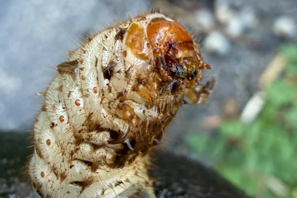 Nahaufnahme des Kopfes eines Engerlings mit kräftigen Beißwerkzeugen.