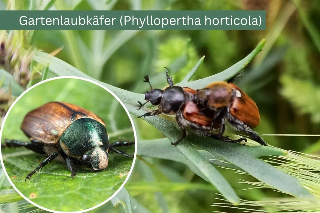 Gartenlaubkäfer auf Pflanzenblatt mit metallisch grünem Kopf und braunem Körper.