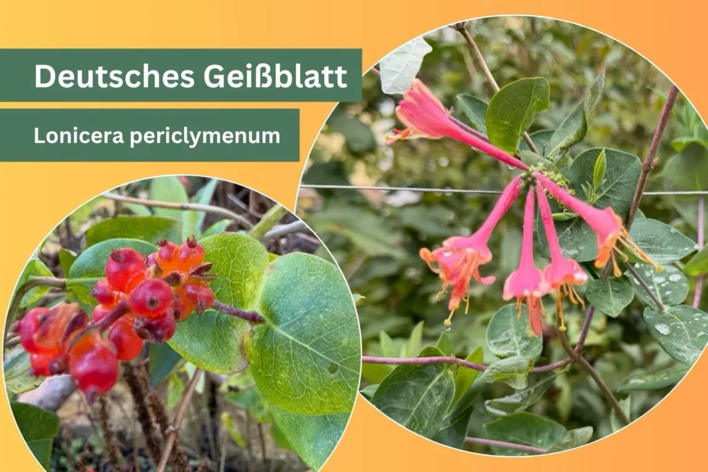 Deutsches Geißblatt (Lonicera periclymenum) mit duftenden Blüten und roten Beeren als Vogelnährgehölz
