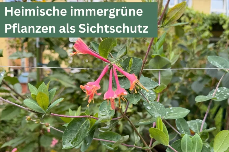 Heimisches Geißblatt mit Blüten – natürliche immergrüne Pflanze als ökologischer Sichtschutz im Garten