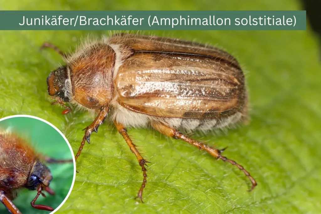 Junikäfer auf grünem Blatt mit feinen Härchen auf den Flügeldecken.