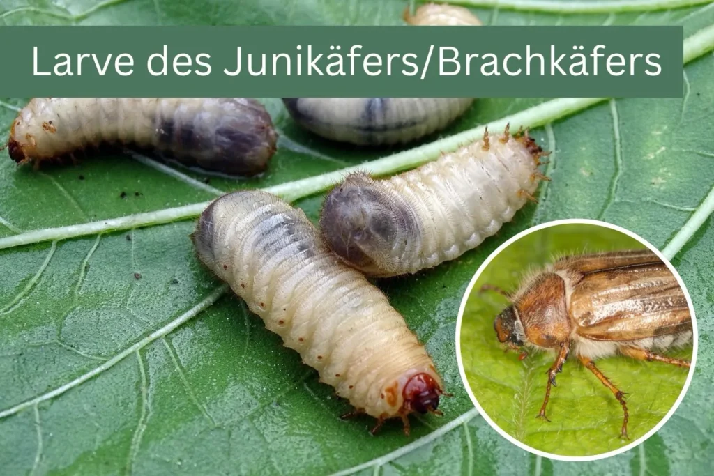 Mehrere Junikäferlarven mit graublauem Hinterleib auf einem grünen Blatt.