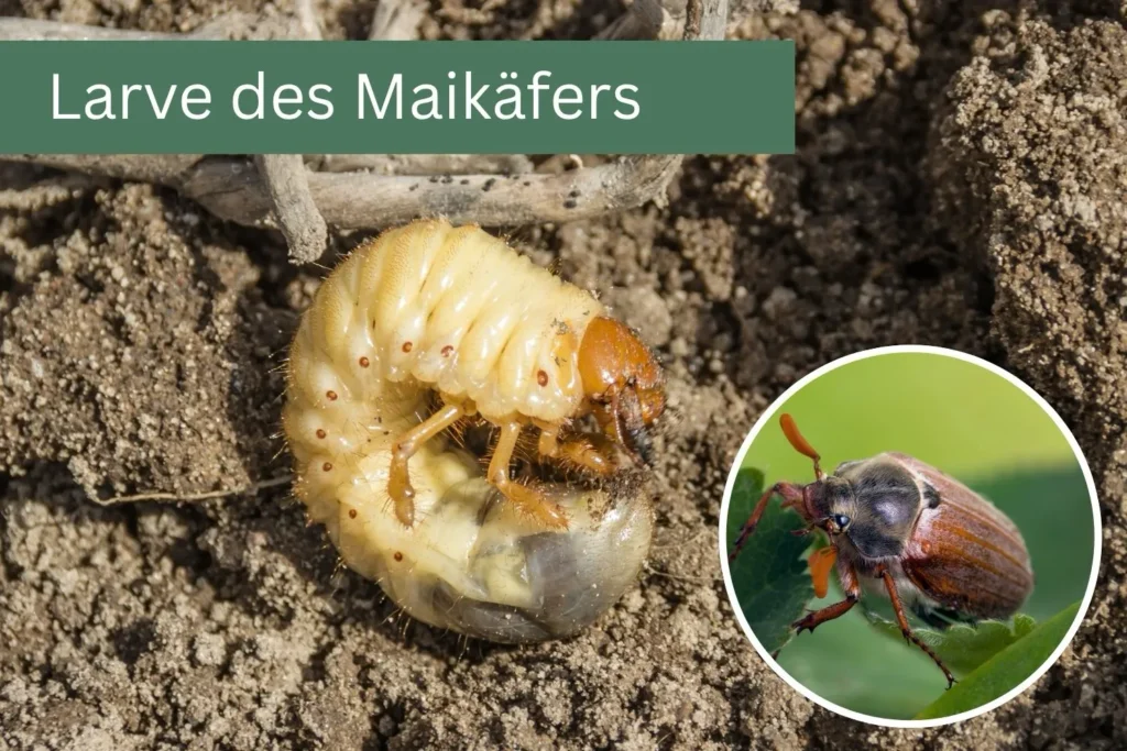 Larve des Maikäfers in Erde mit deutlich sichtbarem braunem Kopf und C-förmigem Körper.