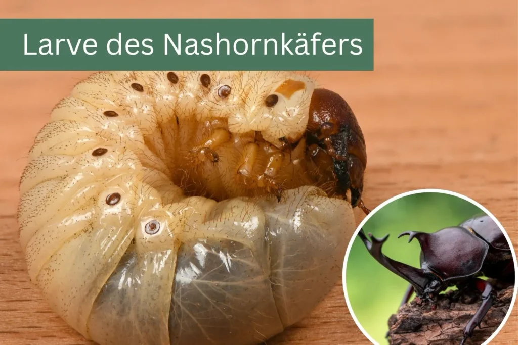 Larve des Nashornkäfers mit großem Hinterleib und braunem Kopf, daneben der erwachsene Nashornkäfer.