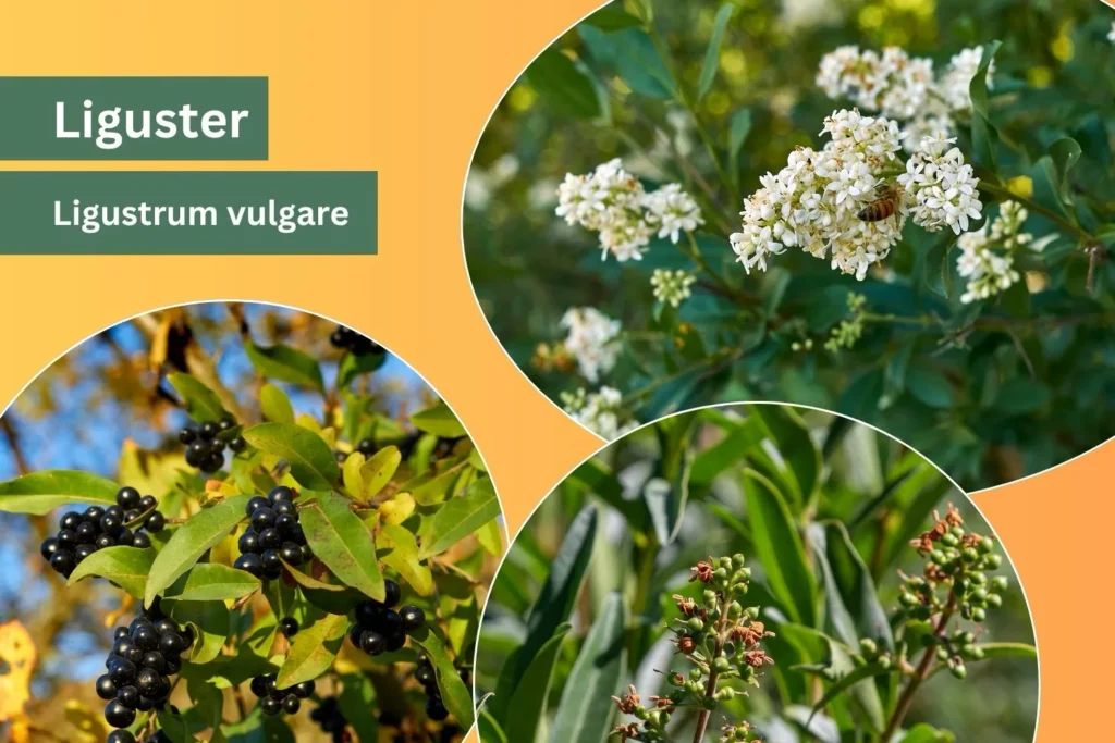 Heimischer Liguster (Ligustrum vulgare) mit weißen Blüten und schwarzen Beeren als wichtige Vogelnahrung