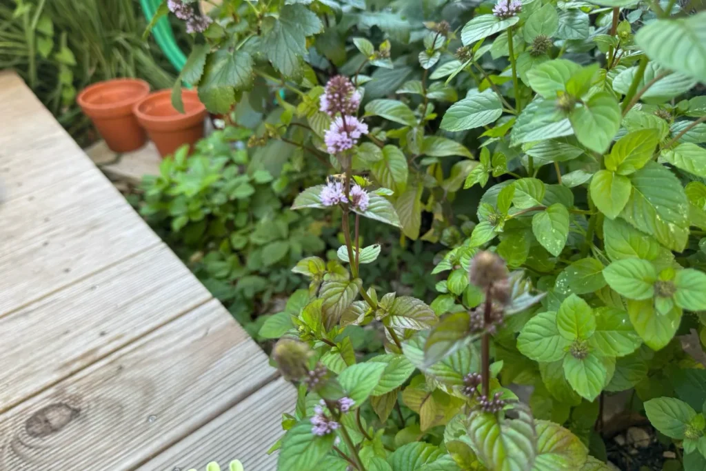 Blühende Minze mit hellvioletten Blütenständen im Sommerbeet.