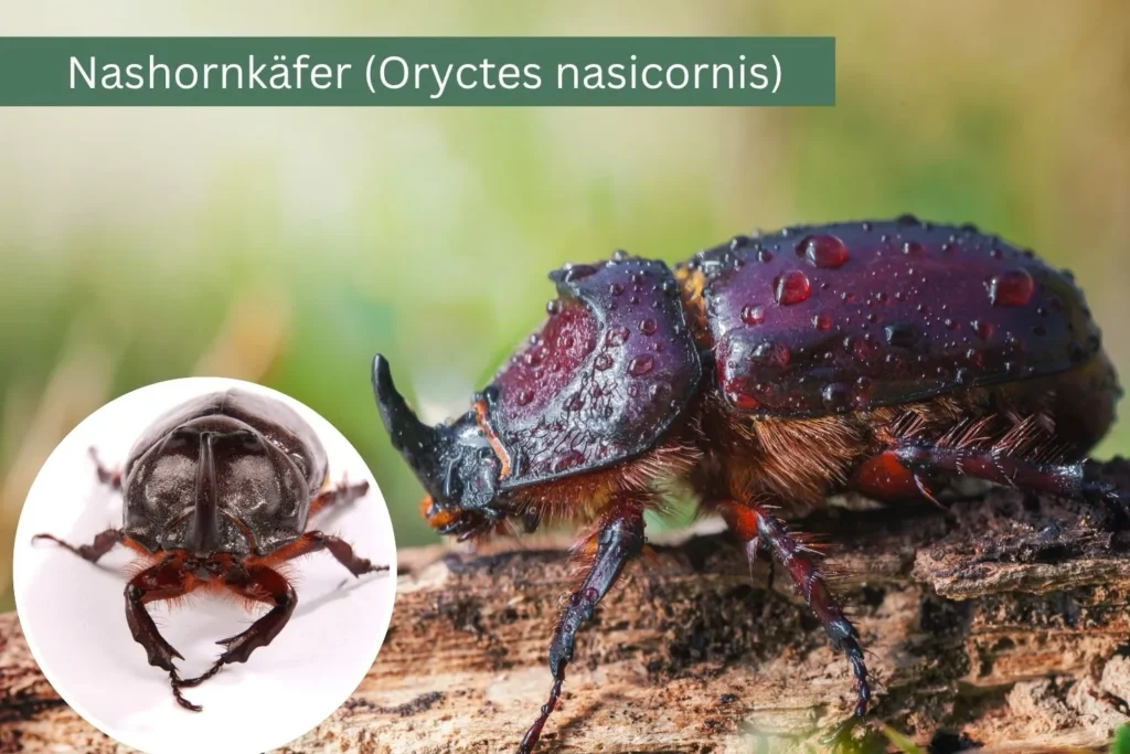 Nashornkäfer mit charakteristischem Horn auf einem Stück Holz in Nahaufnahme.