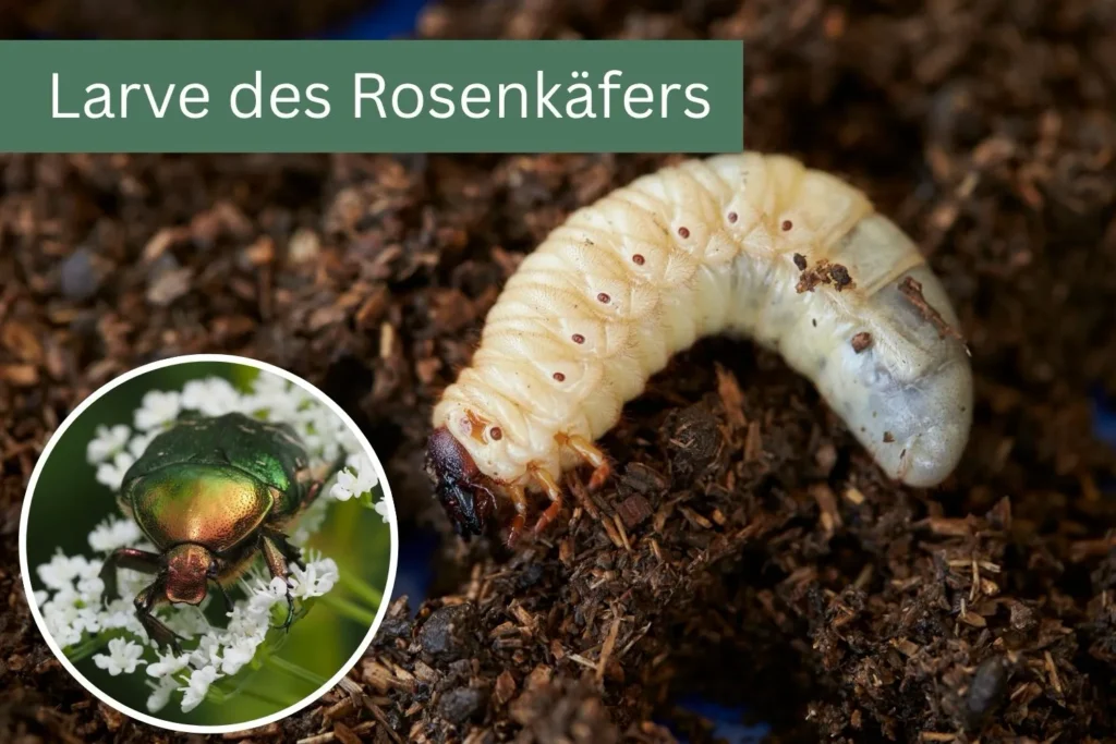 Larve des Rosenkäfers in Komposterde, erkennbar an hellgelbem Körper und dunkler Kopfkapsel.