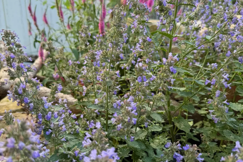 Artenreiches Staudenbeet mit violetten und rosafarbenen Blütenständen im Sommer.