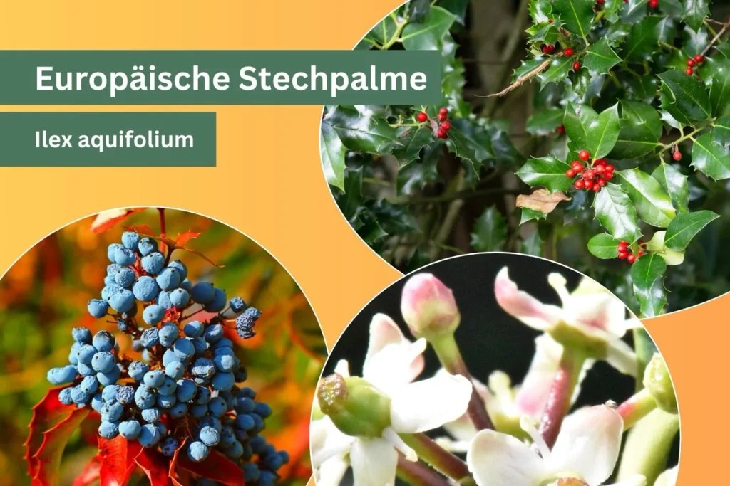 Europäische Stechpalme (Ilex aquifolium) mit glänzenden Blättern, roten Beeren und Blüten