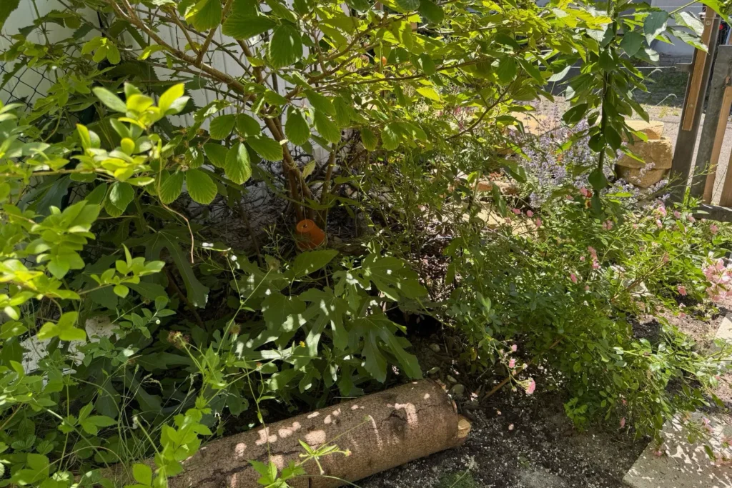 Naturnahe, unaufgeräumte Gartenecke mit Sträuchern, Krautschicht und liegendem Totholz.
