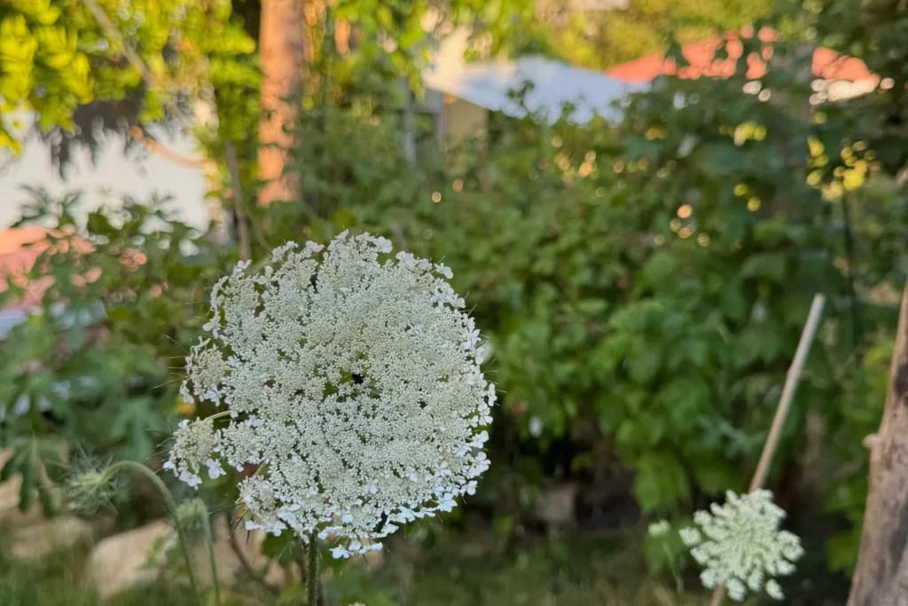 Weiße Blütendolde der Wilden Möhre in Nahaufnahme vor unscharfem Gartenhintergrund.