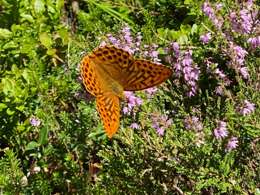 Kaisermantel/Silberstrich (Argynnis paphia) sitzt auf blühenden Wildkräutern.