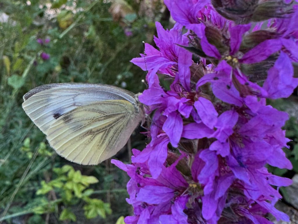 Rapsweißling sitzt auf lila Blüten und nimmt Nektar auf.