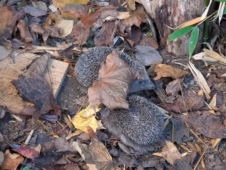 Zwei junge Igel im herbstlichen Laub neben einem Holzstück, gut getarnt und auf Nahrungssuche.