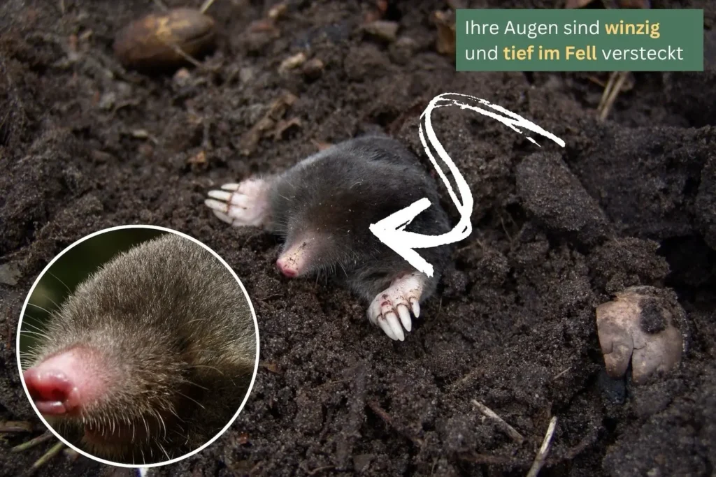 Maulwurf ragt aus der Erde und zeigt seine großen, schaufelartigen Vorderpfoten, die an menschliche Hände erinnern.