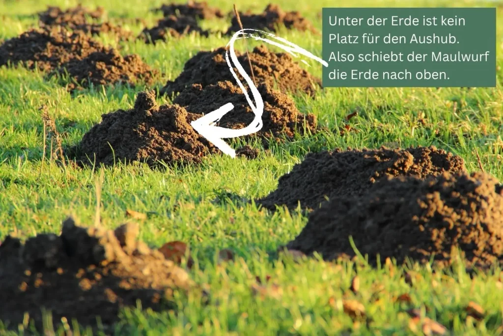 Mehrere frische Maulwurfhügel auf einer Wiese, die den Aushub des unterirdischen Tunnelsystems zeigen.