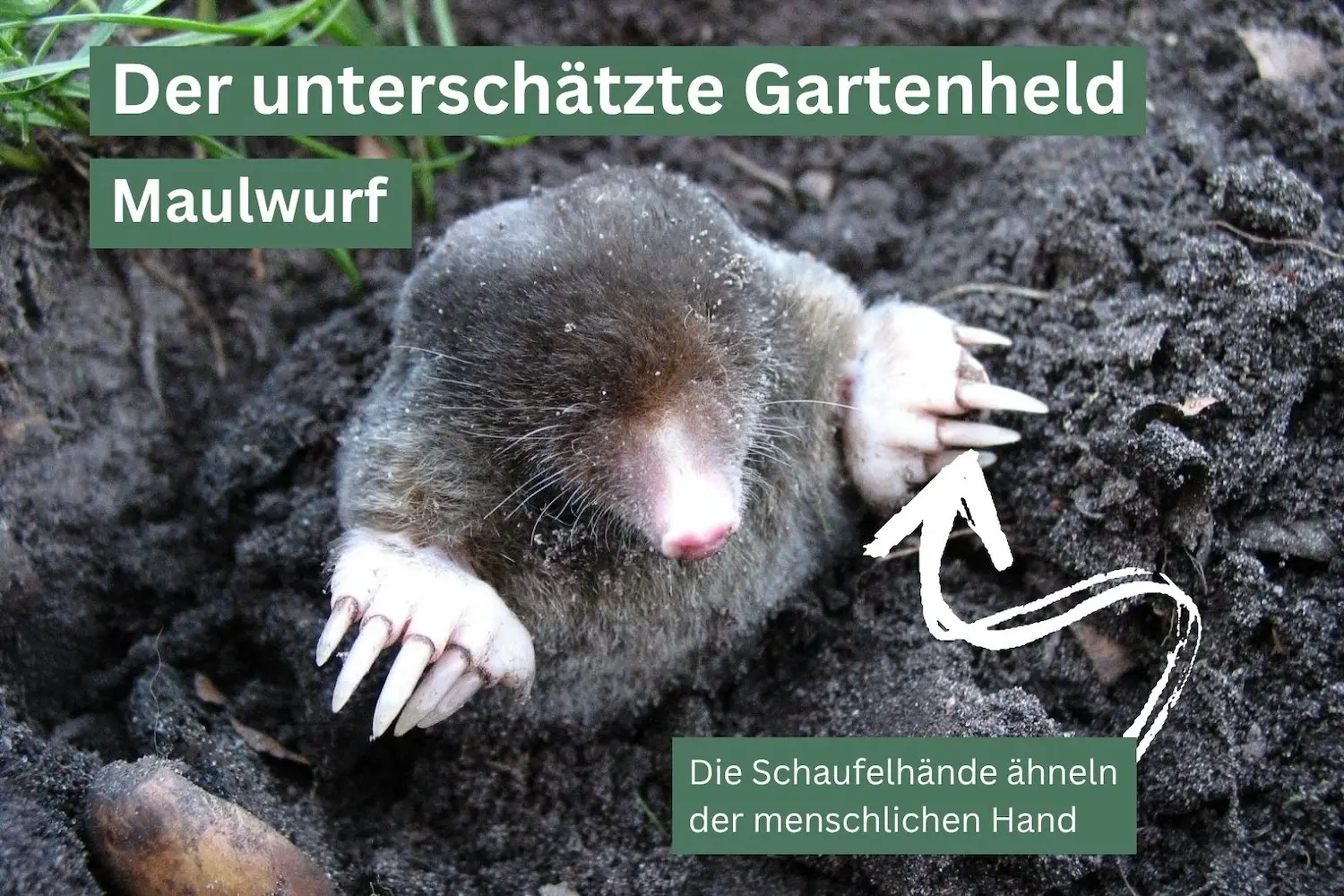 Maulwürfe: Die unterschätzten Gartenhelden unter der Erde