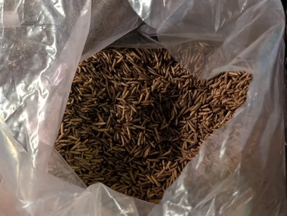 Großes Tütchen mit Mehlwürmern als proteinreiche Zusatznahrung für geschwächte Igel.